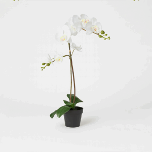 Plante Orchidée